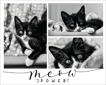 Picture of Meow Power - 18x24
